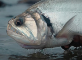 XINGU: Fly Fishing for Vampirefish and Exotic Species in the Amazon