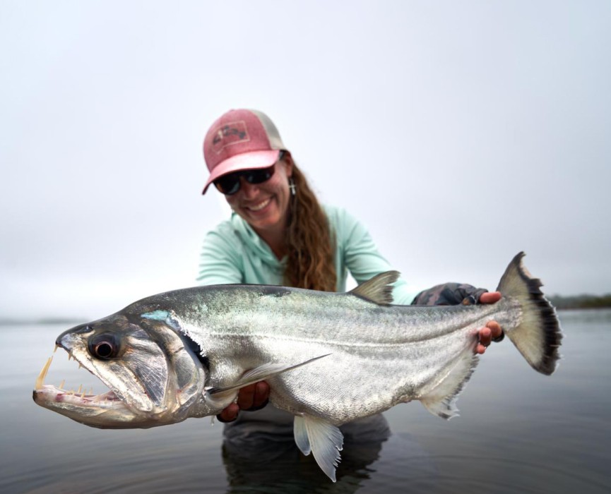 THE XINGU RIVER IS THE BEST PAYARA DESTINATION EVER: INSIDE THE KAYAPO NATIVE LAND, THE RIVER IS AN AMAZING ENVIRONMENT WITH LOTS OF RUNS, RAPIDS AND POOLS WITH VERY CONSISTENT PAYARA FISHING. THE AVERAGE SIZE AND NUMBERS ARE IMPRESSIVE: 15-25LBS.