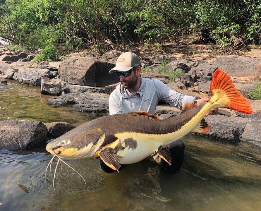 Existem mais de 10 espécies diferentes além da cachorra, como o Tucunaré, Trairão, Bicudas, Matrincha, Pacu... Também podemos ter uma pesca incrível com peixes de couro como: Pirararas, Jaus, Barbados, Surubins e muito mais.